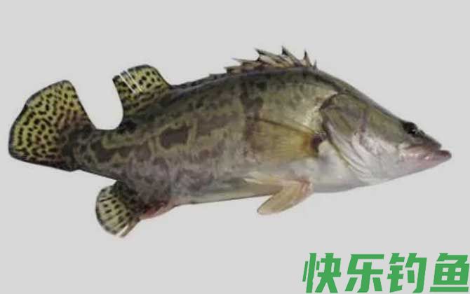 鳜鱼种类及图片大全(图2)