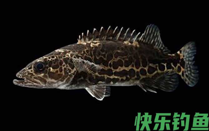 鳜鱼种类及图片大全(图4)