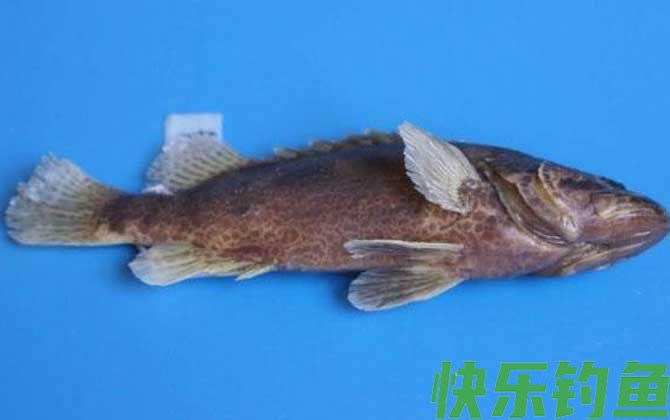 鳜鱼种类及图片大全(图7)