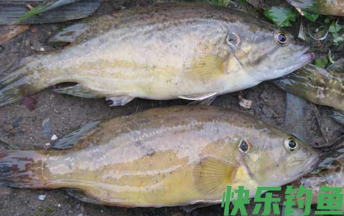 鳜鱼种类及图片大全(图8)