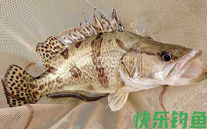 鳜鱼种类及图片大全(图9)