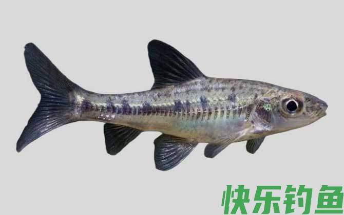 巴氏银鮈是什么鱼(图1)