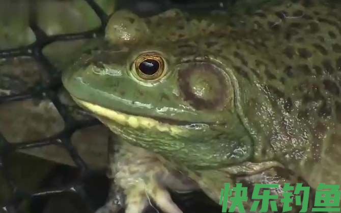 牛蛙是保护动物吗(图1)