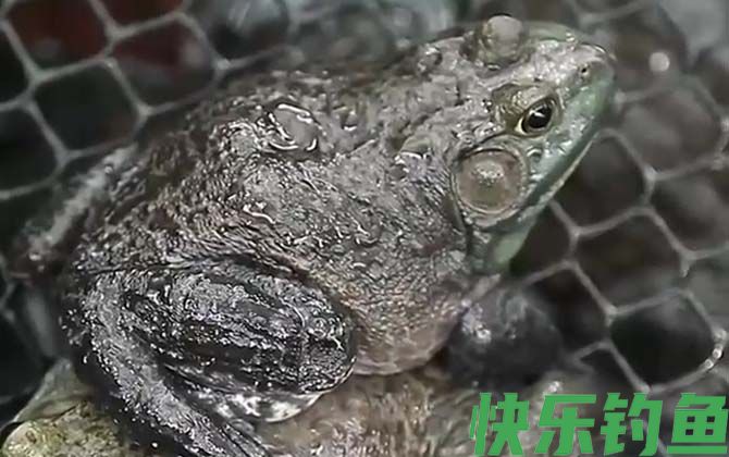 牛蛙是保护动物吗(图3)