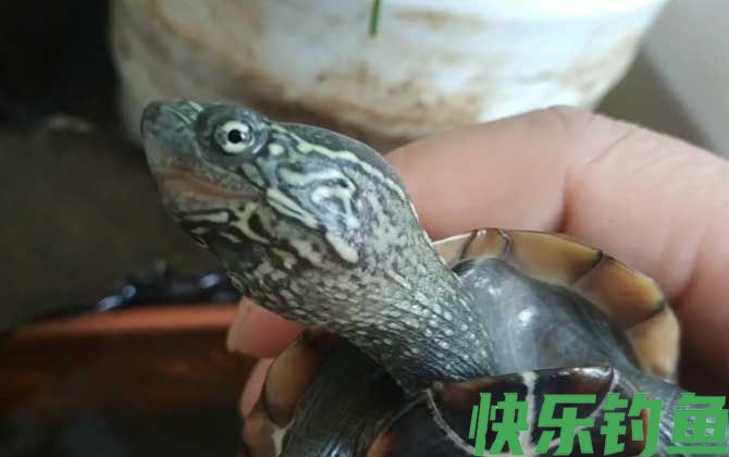乌龟能吃葡萄吗(图1)