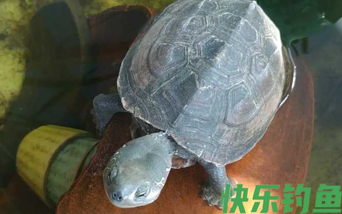 乌龟能吃葡萄吗(图3)