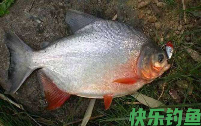 红鲳鱼为什么这么便宜(图2)