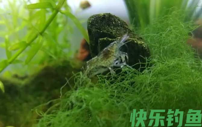 如何养出五颜六色的黑壳虾(图4)