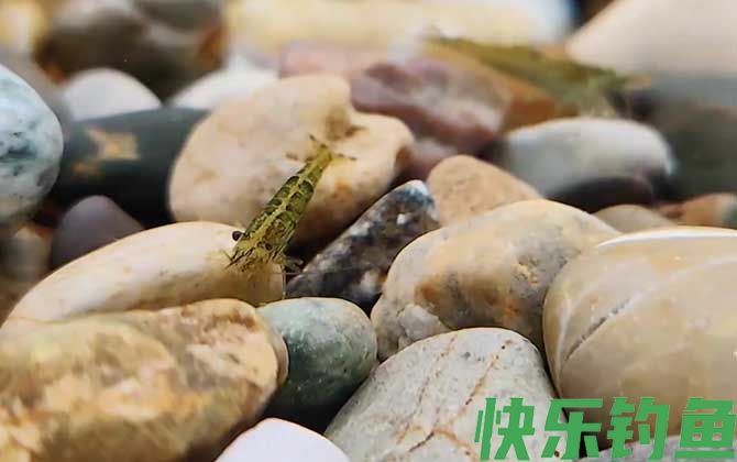 如何养出五颜六色的黑壳虾(图3)