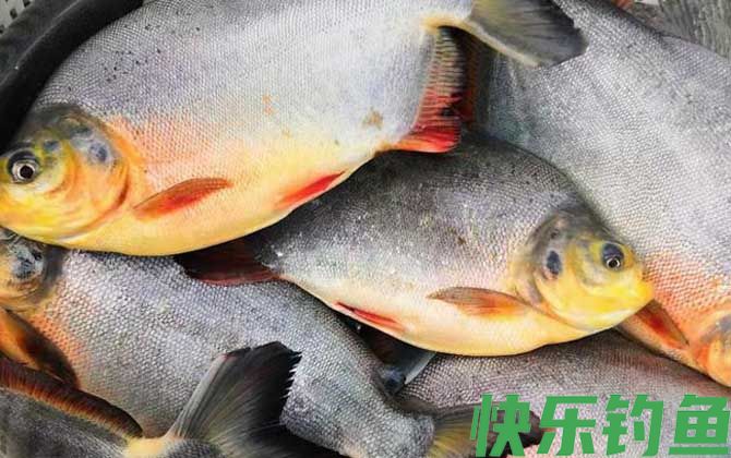 红鲳鱼为什么这么便宜(图4)