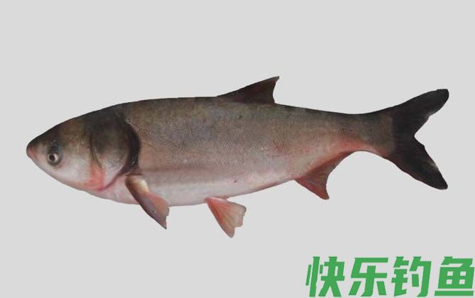 国家二级保护鱼类名称及图片大全(图50)