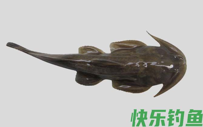 国家二级保护鱼类名称及图片大全(图62)