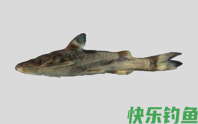 国家二级保护鱼类名称及图片大全(图66)