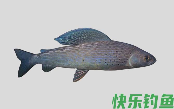 国家二级保护鱼类名称及图片大全(图74)