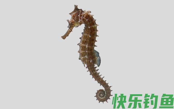 国家二级保护鱼类名称及图片大全(图76)
