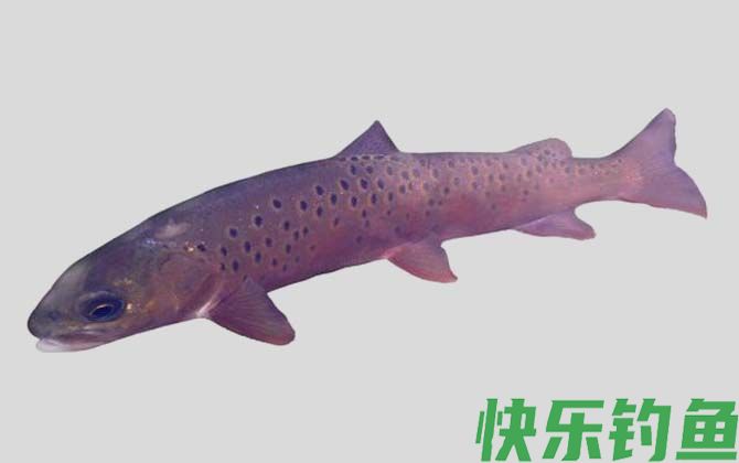 国家二级保护鱼类名称及图片大全(图69)
