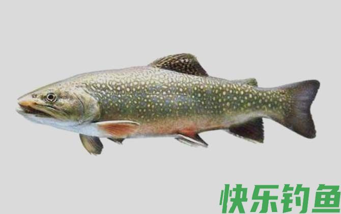 国家二级保护鱼类名称及图片大全(图71)