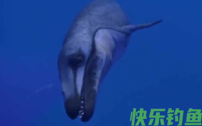 龙王鲸灭绝了吗(图1)