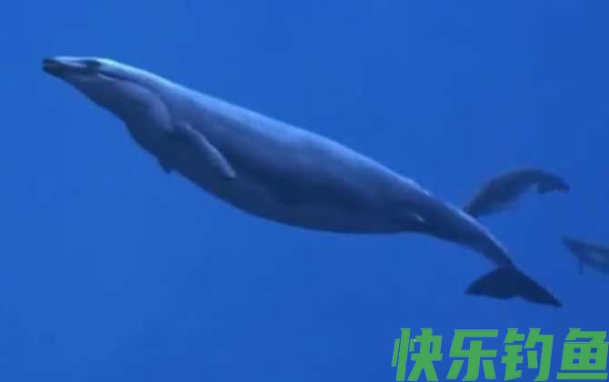 龙王鲸灭绝了吗(图3)