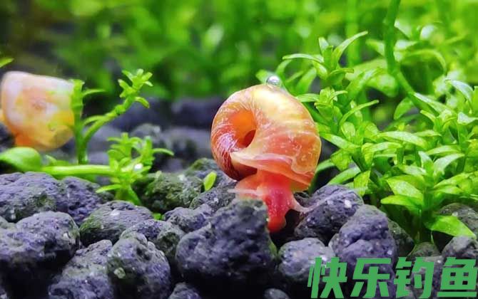 苹果螺对鱼有什么危害(图1)