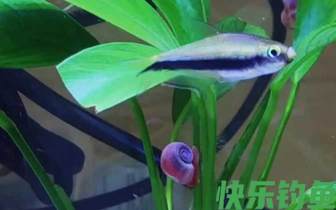 苹果螺对鱼有什么危害(图2)