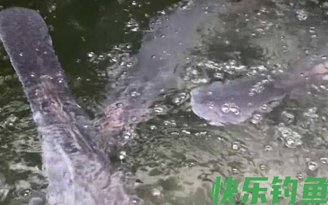鸭嘴鱼价格多少钱一斤(图4)