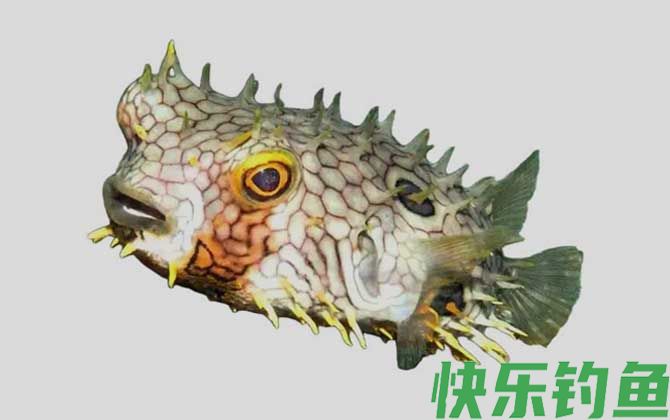 安地列斯短刺鲀是什么鱼(图1)