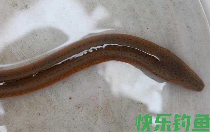 黄鳝吃什么食物(图3)