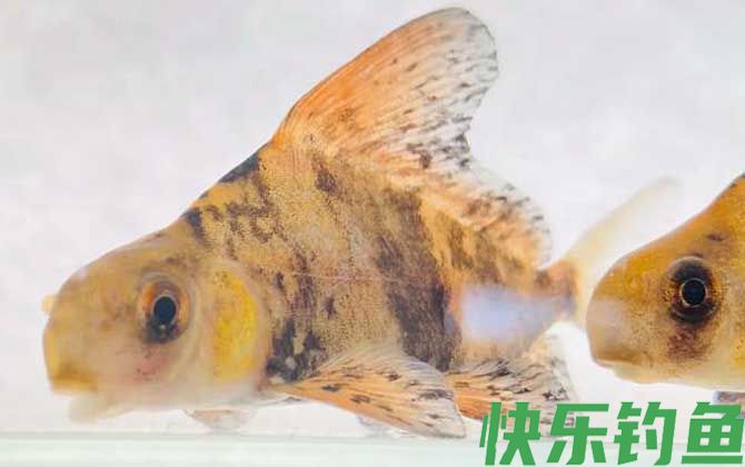 胭脂鱼是中国特有的吗(图2)