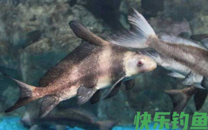 胭脂鱼是中国特有的吗(图3)