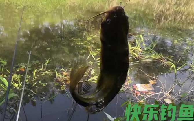 黄骨鱼生活在污水中吗(图1)