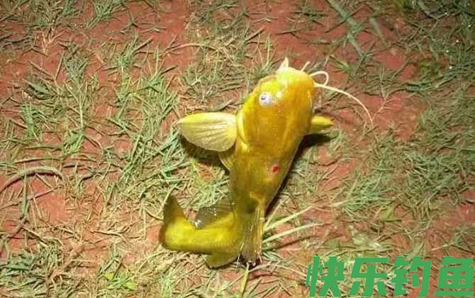 黄骨鱼生活在污水中吗(图4)