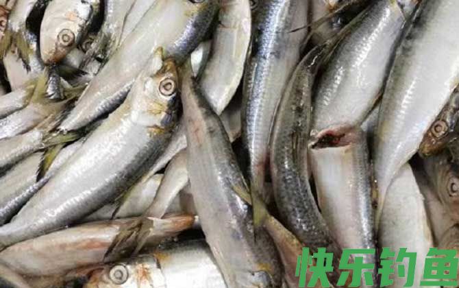 沙丁鱼有几种(图1)
