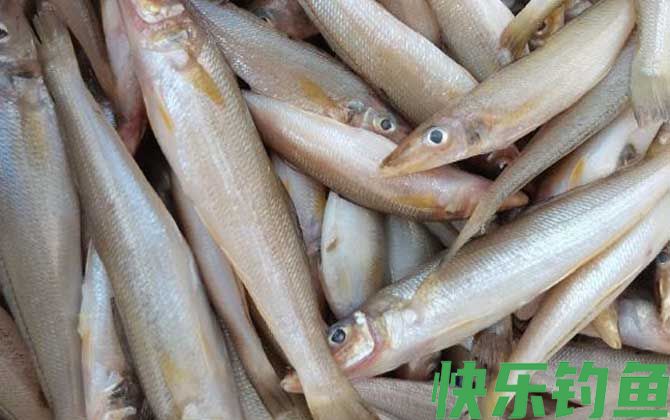 沙丁鱼有几种(图2)