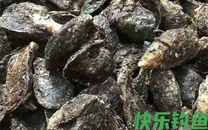 牡蛎和生蚝的区别(图2)