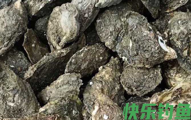 牡蛎和生蚝的区别(图4)