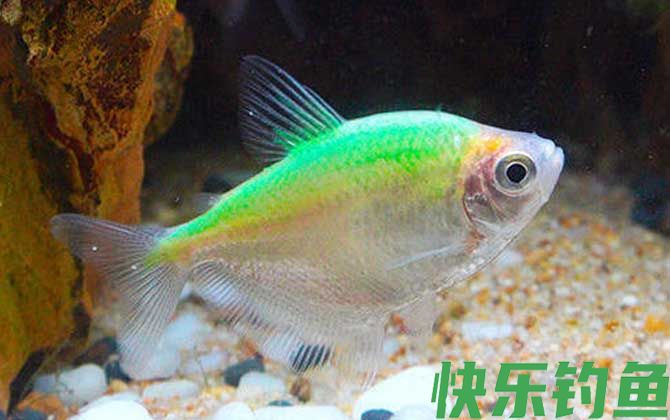 彩裙鱼好养吗(图1)
