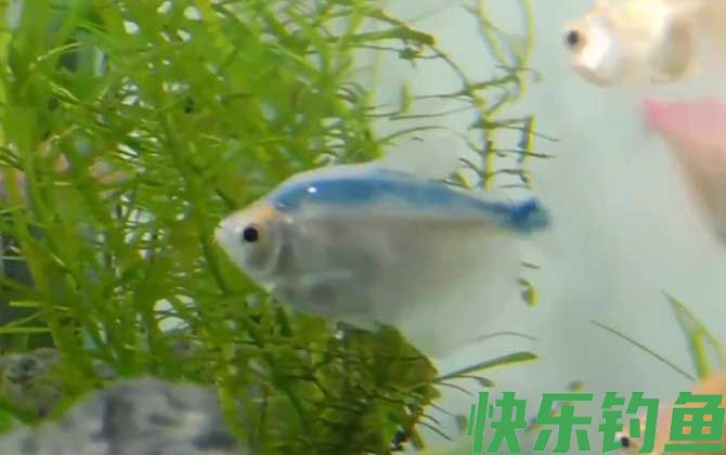 彩裙鱼好养吗(图2)