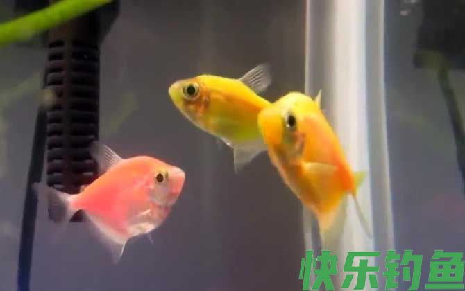 彩裙鱼好养吗(图4)