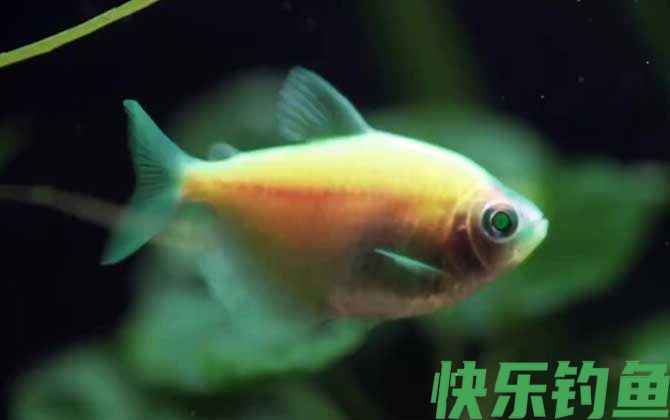 彩裙鱼好养吗(图3)