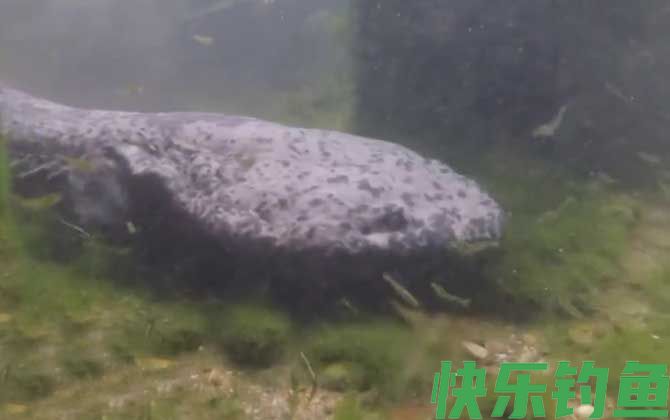 娃娃鱼有毒吗(图1)