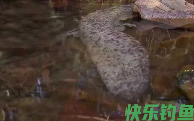 娃娃鱼有毒吗(图4)