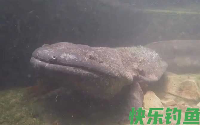 娃娃鱼有毒吗(图3)