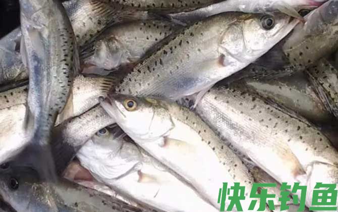 海鲈鱼是什么鱼(图1)