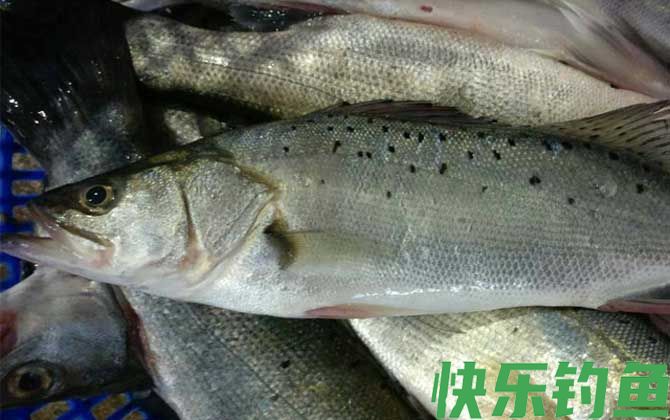 海鲈鱼是什么鱼(图4)