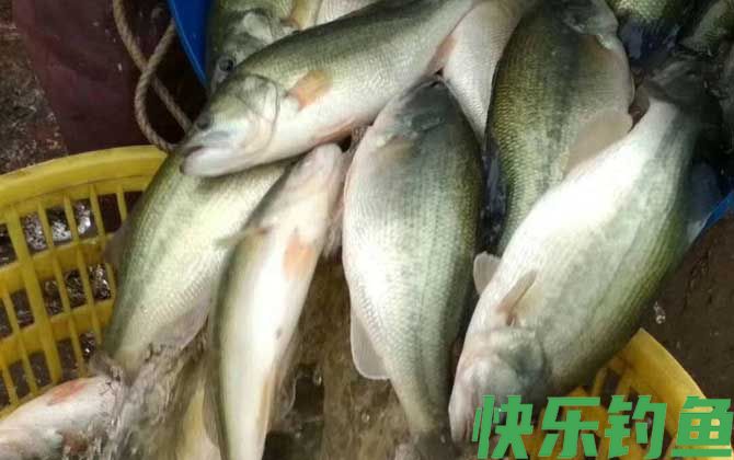 黑鲈是什么鱼(图1)