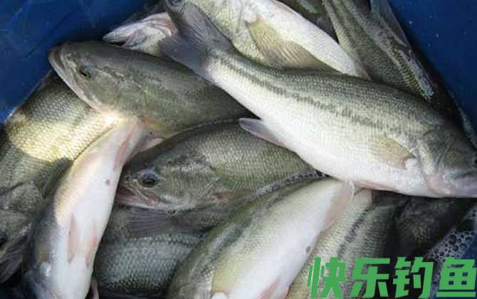 黑鲈是什么鱼(图3)