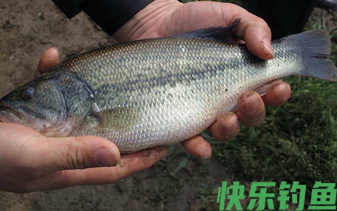 黑鲈是什么鱼(图4)