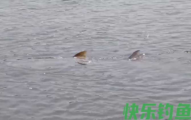 鳡鱼冬天还进食吗(图3)