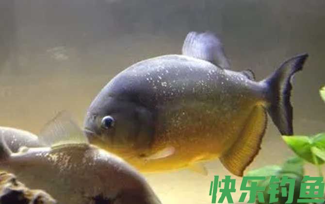 水虎鱼的寿命有多长(图1)